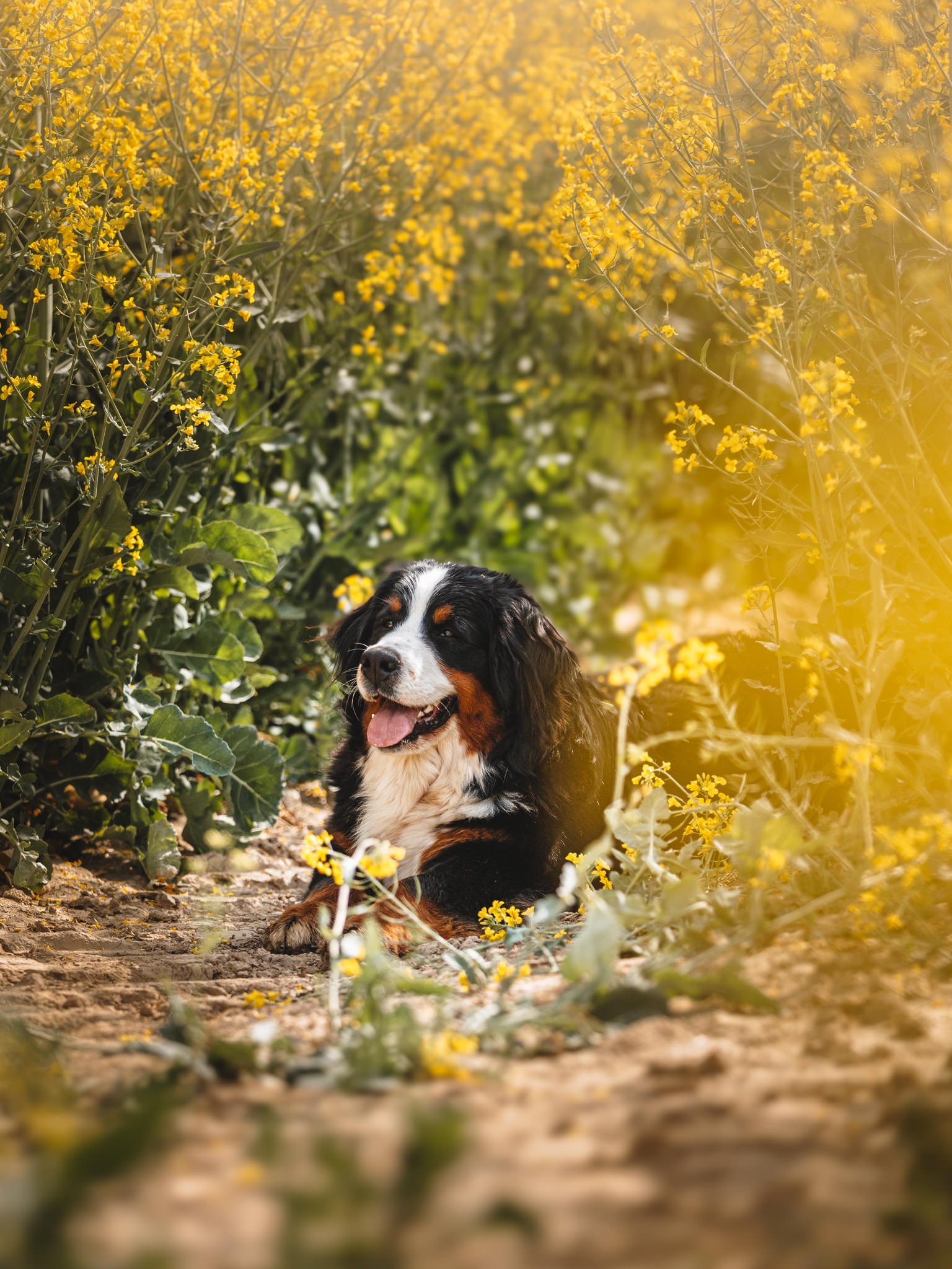 A Bernese Mountain Dog lying on the dirt path surrounded by yellow flowers and green foliage in a garden or park.