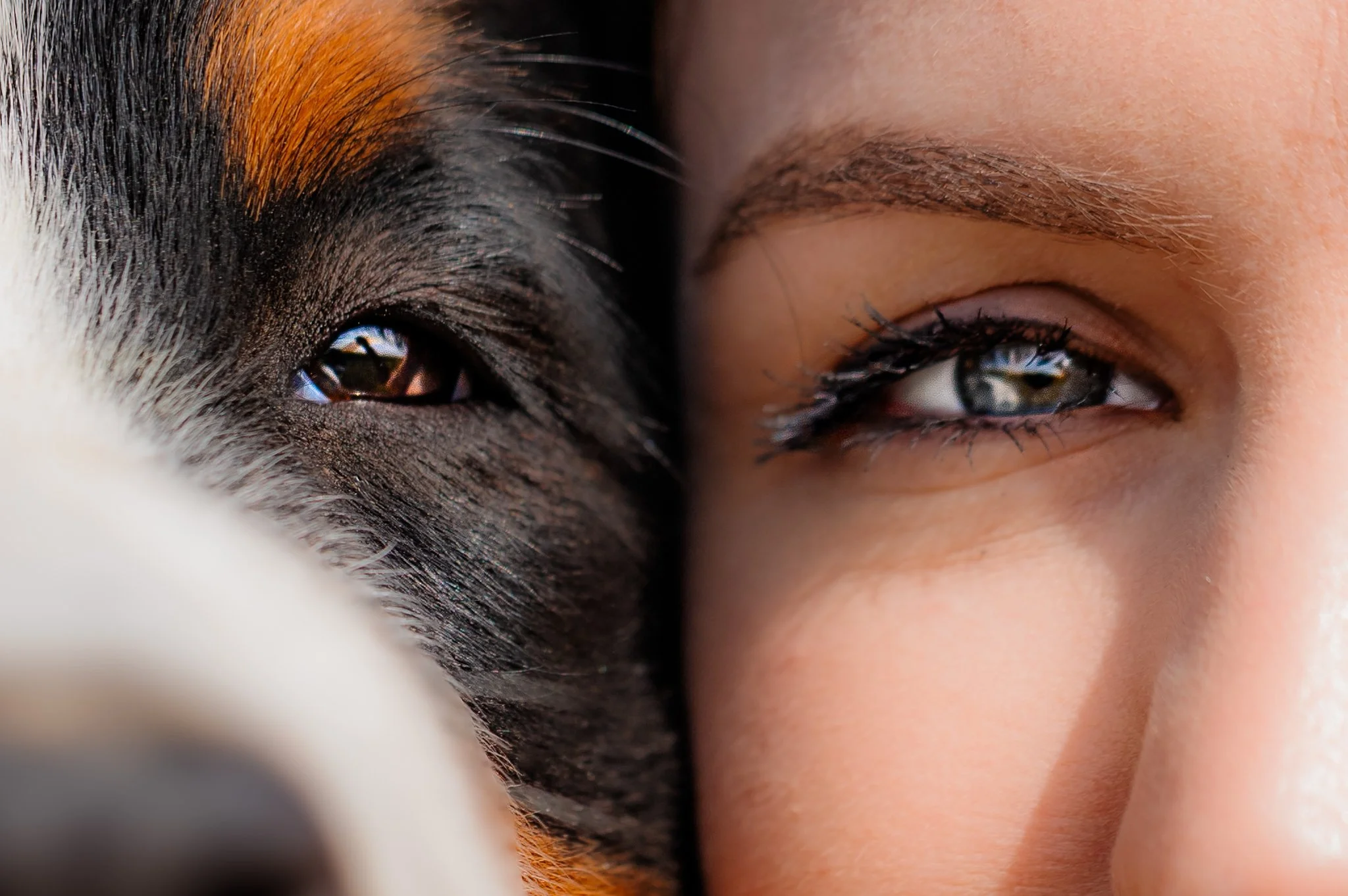 Close-up of a person's face and a bernese mountain dog face pressed together with their eyes near each other.