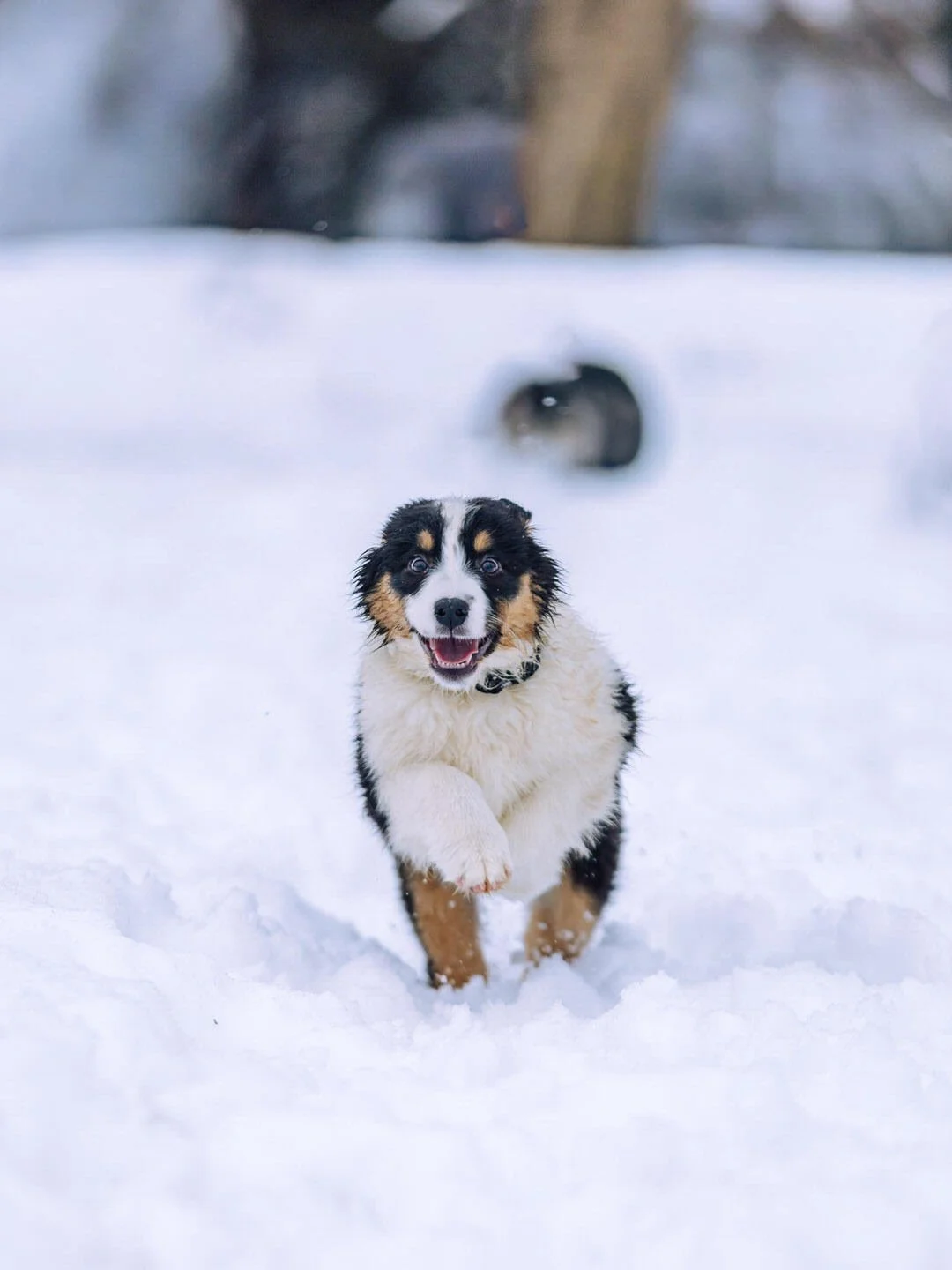 A happy Australian Shepherd puppy running through snow in a winter landscape.