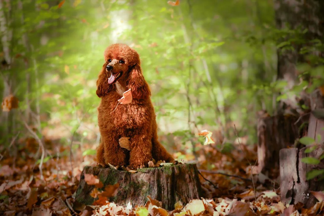 A cute brown poodle sitting on a tree stump in a forest, with falling autumn leaves.