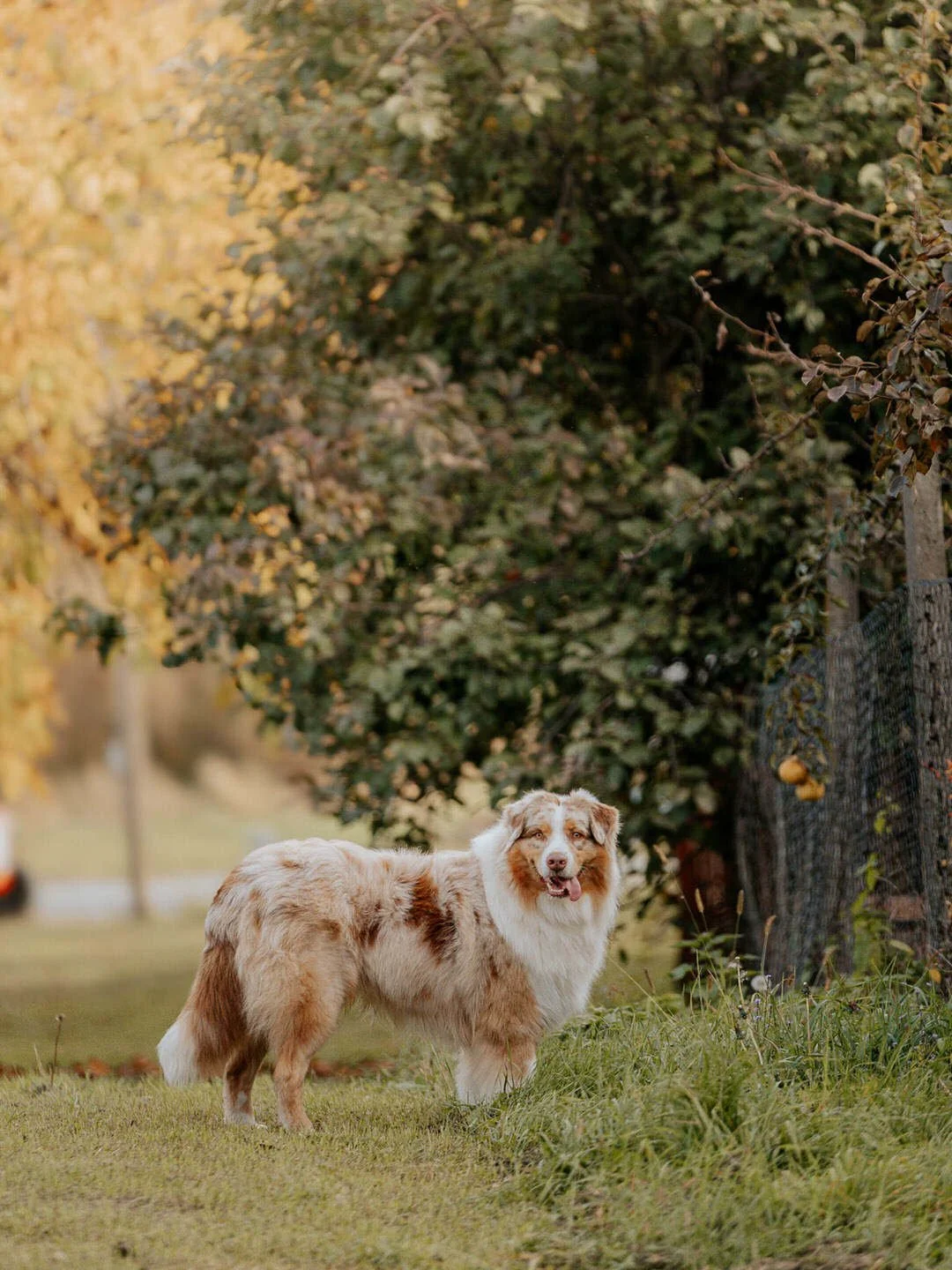 An Australian Shepherd dog standing on grass near a chain-link fence with trees in the background, during autumn.