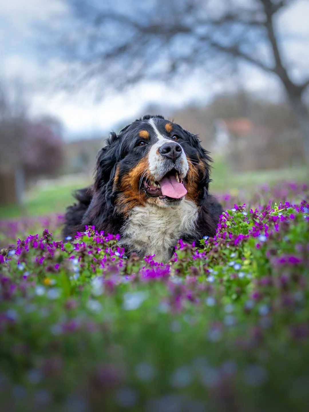 A Bernese Mountain Dog lying among purple and pink flowers outdoors, with a blurred background of trees and sky.