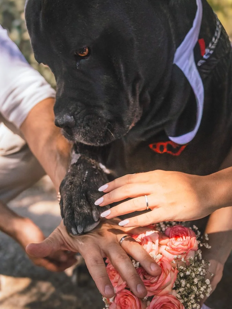 A person with manicured nails is holding the paw of a large black dog, which is also resting on a bouquet of pink roses and baby's breath. The dog is wearing a collar and is close to a person's arm in a white shirt.