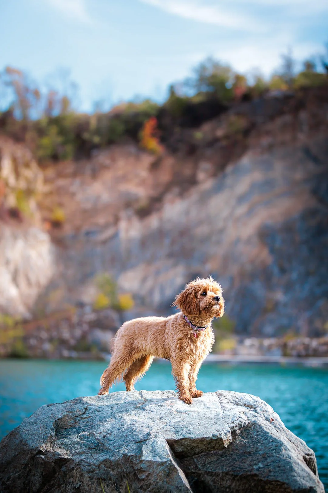 A small, fluffy brown cavapoo standing on a large rock near a body of water, with rocky cliffs and trees in the background at Lake Hercegovac, Orahovica, Croatia.