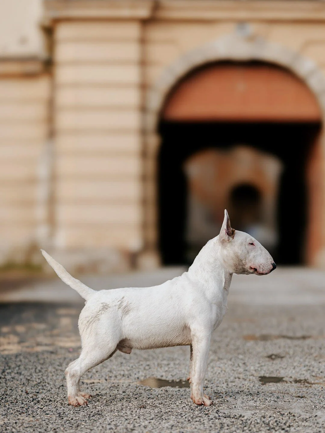 A white Bull Terrier standing on gravel ground in front of the Prandau–Normann Castle in Valpovo, Croatia.
