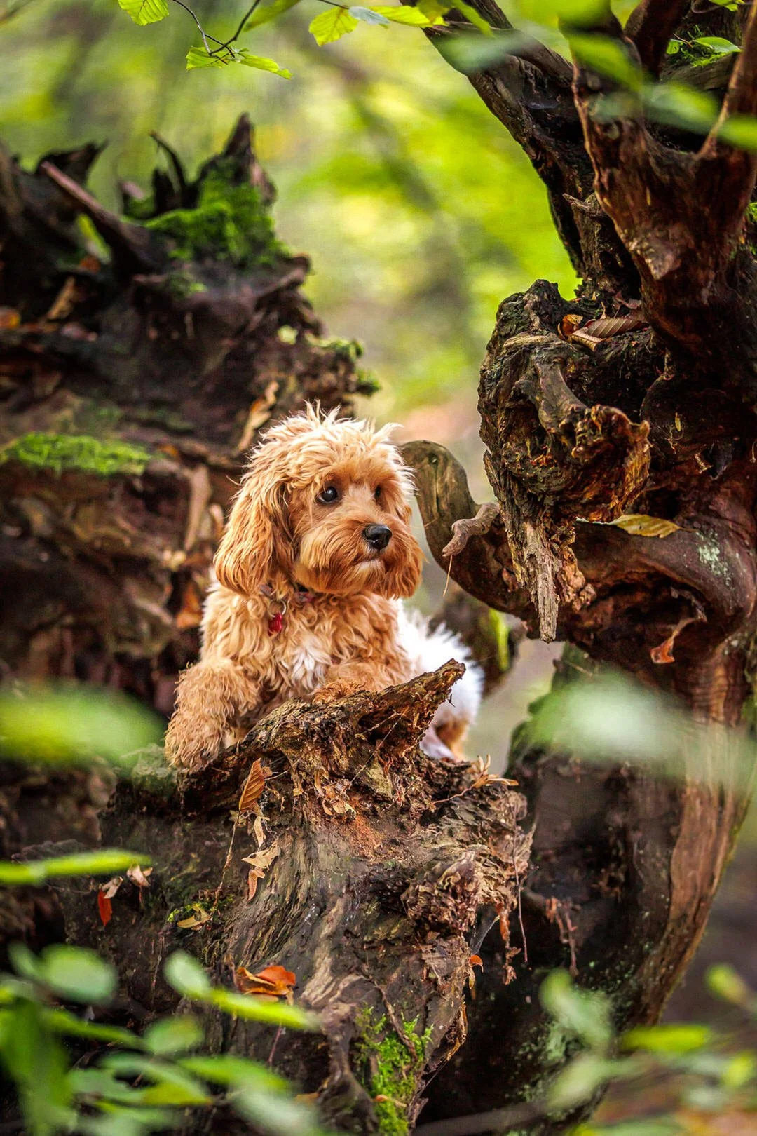 Cute light brown curly-haired puppy sitting on a fallen tree in a forest, surrounded by green leaves and mossy wood.