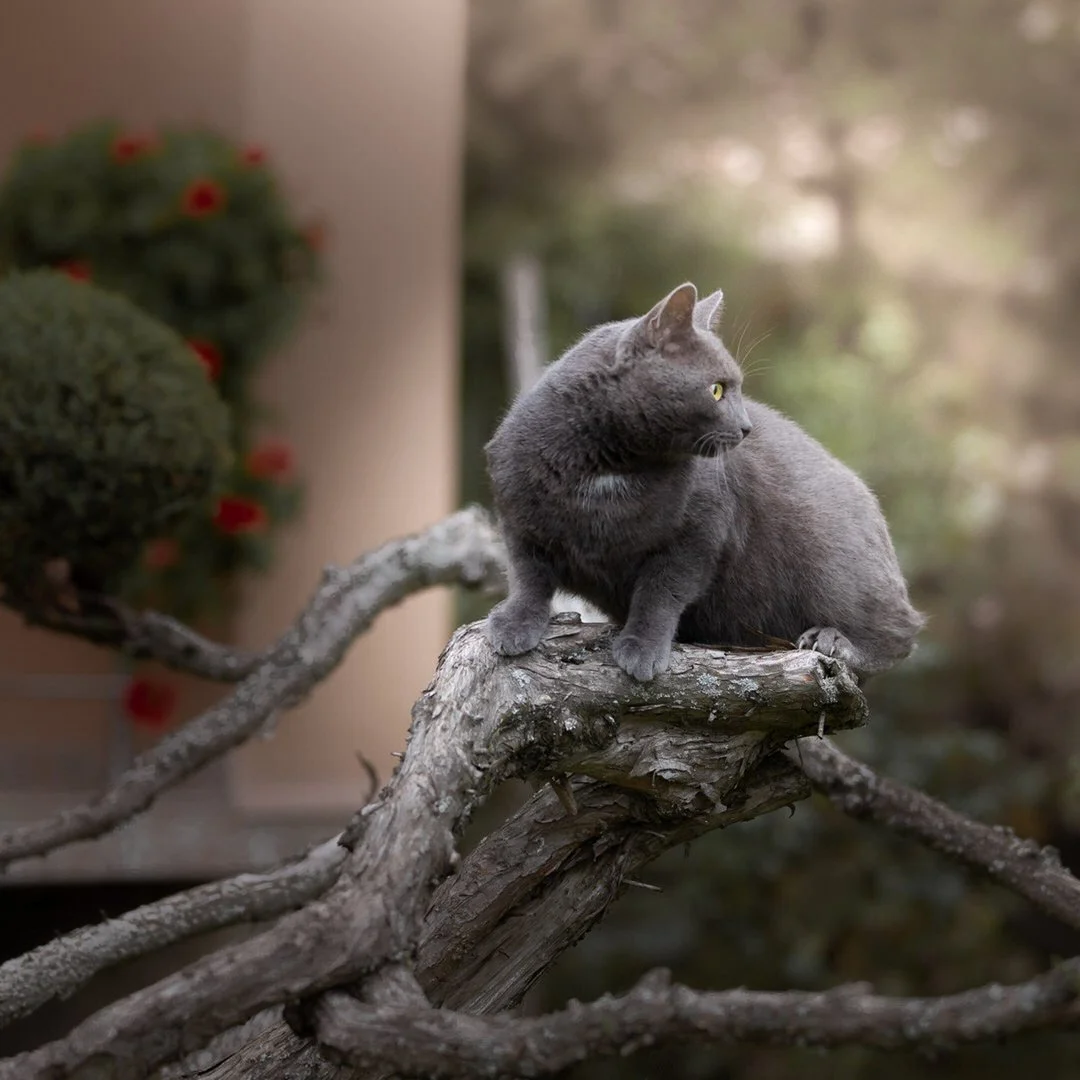 Gray cat sitting on a tree branch, looking to the right, with blurred greenery in the background.