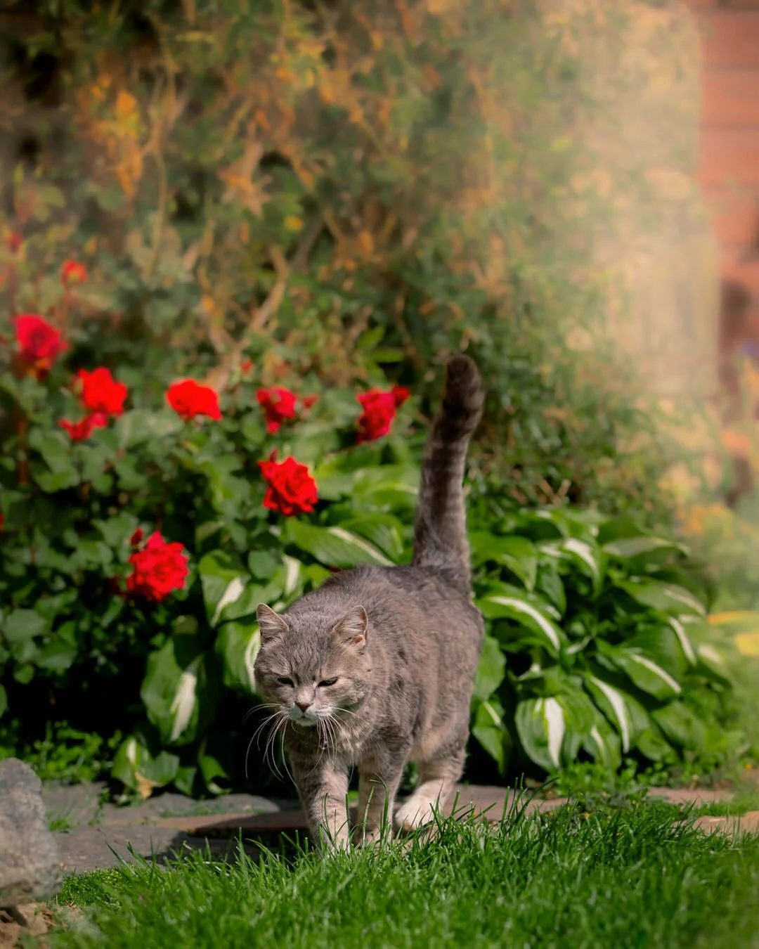 A gray tabby cat walking on a lush green lawn near red flowers and green bushes in a garden