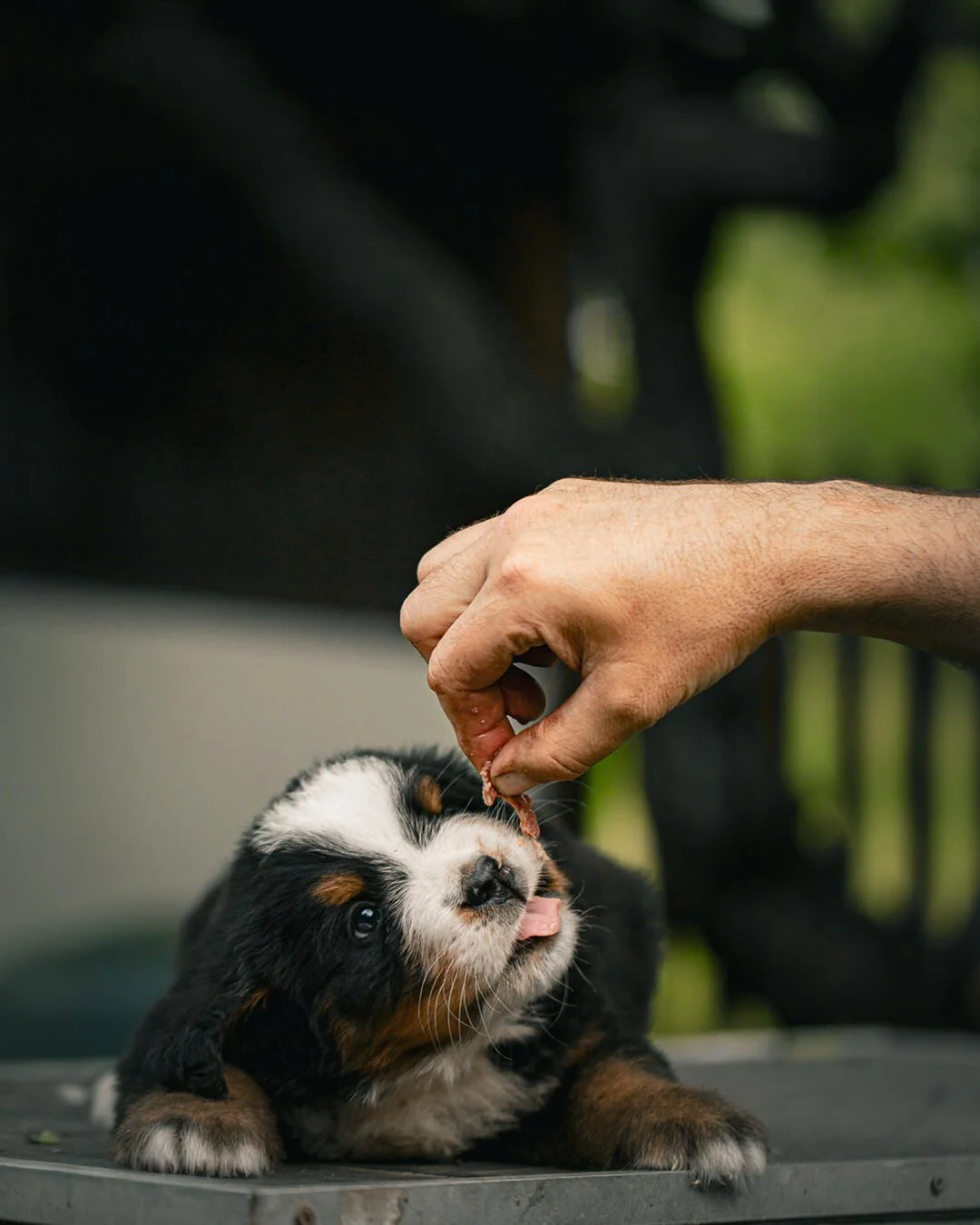 A person feeding a small, fluffy bernese mountain dog puppy with a treat outdoors. The puppy has black, white, and brown fur and is looking up at the treat.