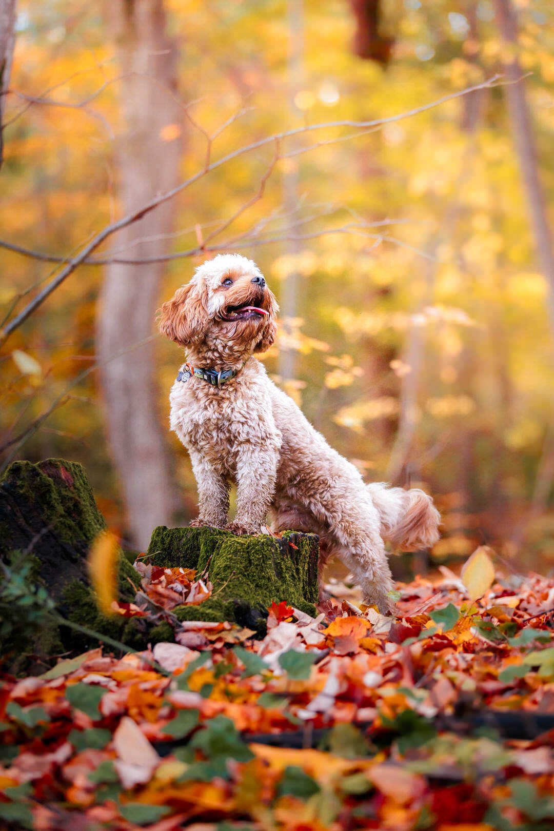 A fluffy, tan-colored dog standing on a moss-covered tree stump in a forest with autumn leaves on the ground and in the trees.