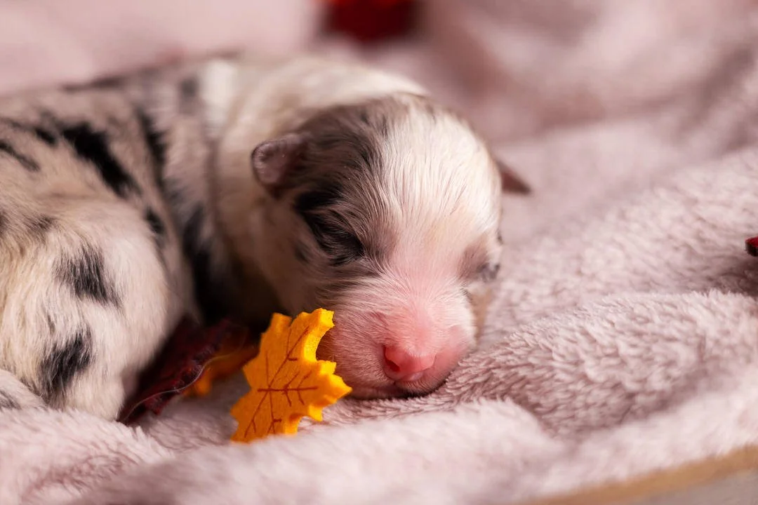 A very young Australian Shepherd puppy sleeping on a soft pink blanket with a yellow autumn leaf near its face.