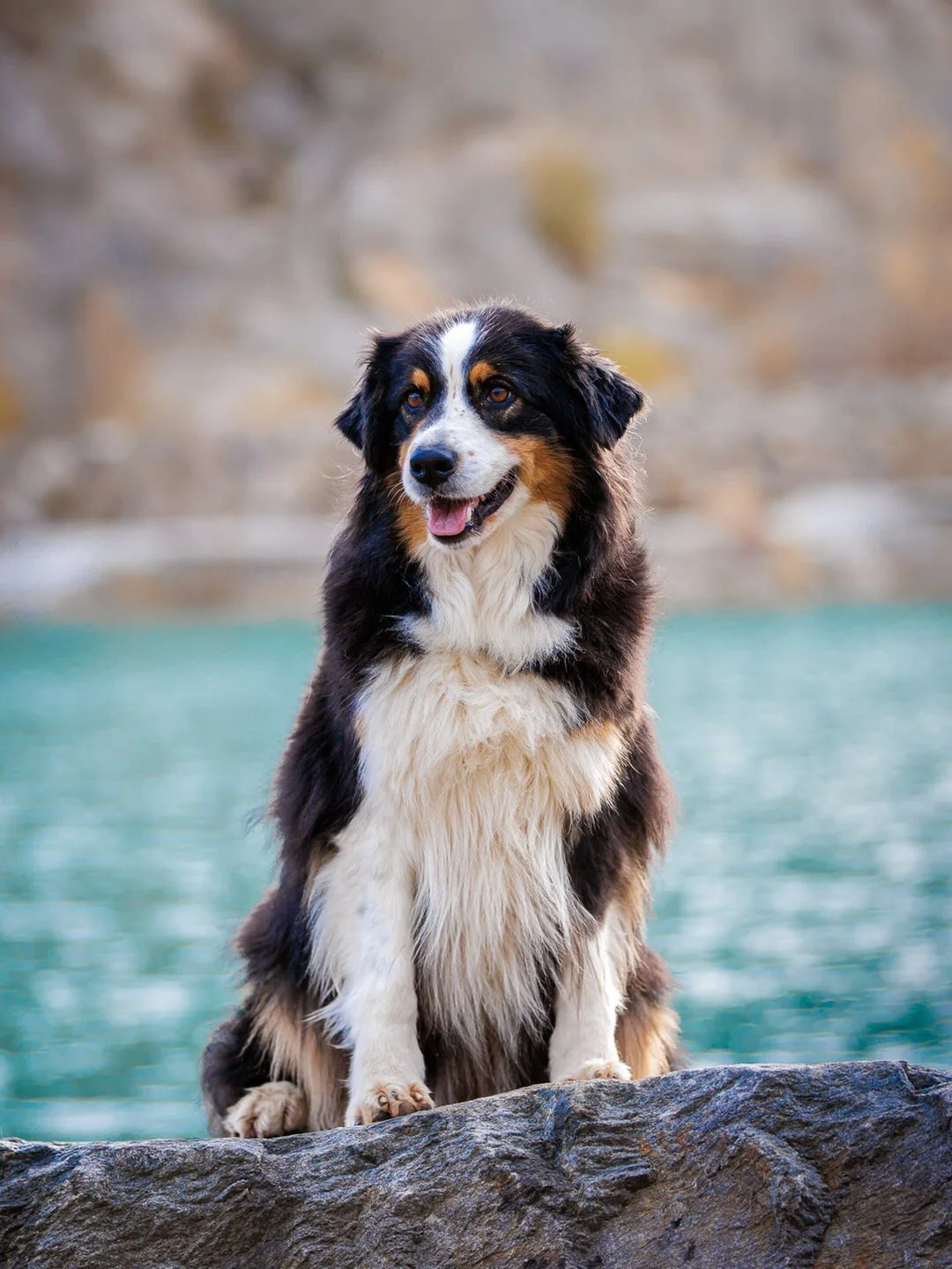 A happy Australian Shepherd dog sitting on a rock near water on lake Hercegovac in Orahovica Croatia, with a blurred background of rocks and trees.