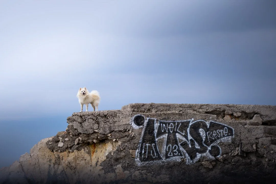 A white dog stands on top of a damaged concrete structure with graffiti, against a cloudy sky background.