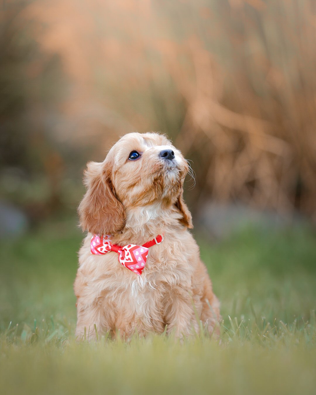 A cute cavapoo puppy sitting on grass outdoors with a red and pink heart-patterned bow tie, looking up with a curious expression.