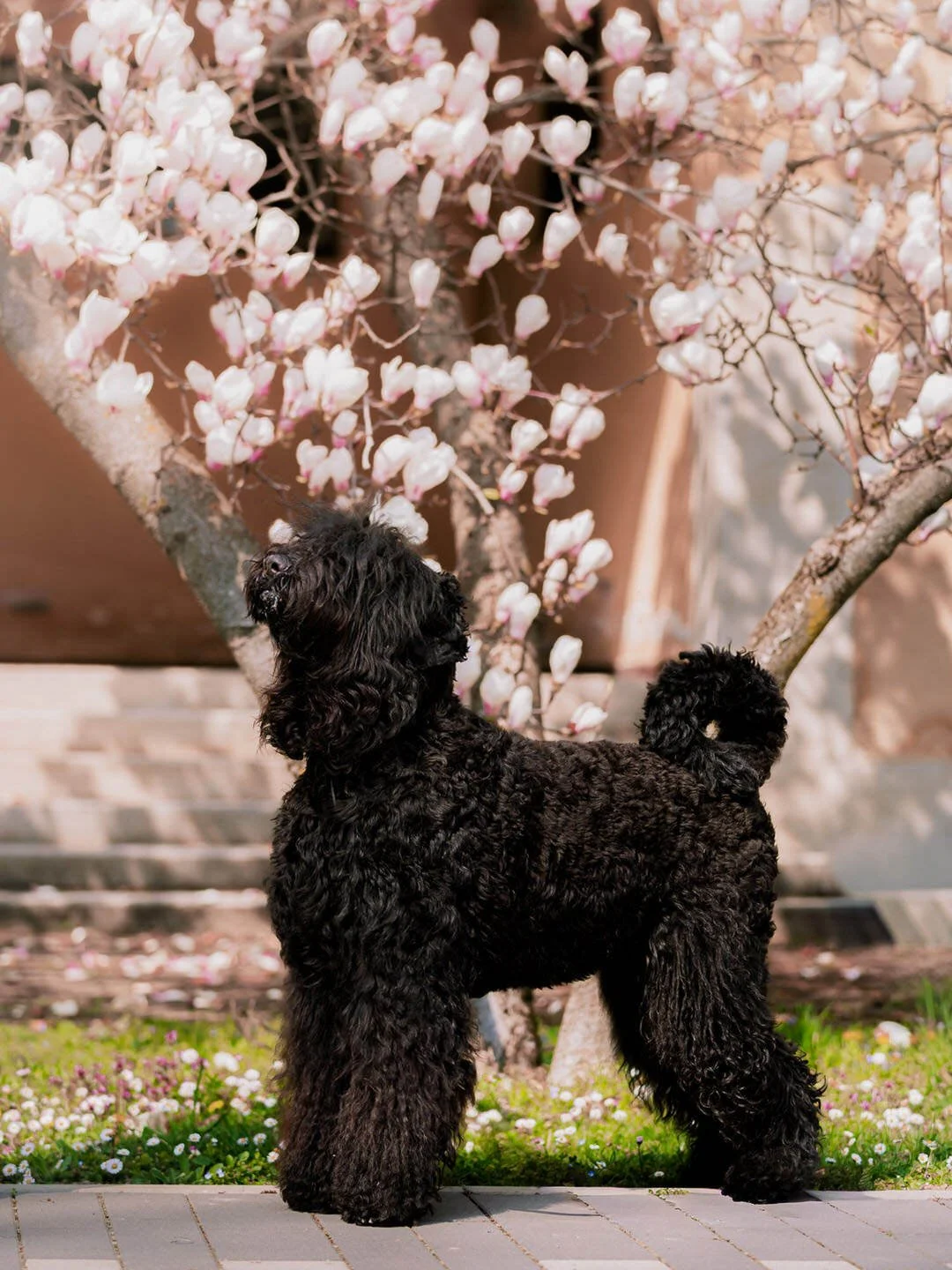 A black russian terrier curly-haired dog standing outdoors on a paved surface with pink and white blossoms on a tree in the background.