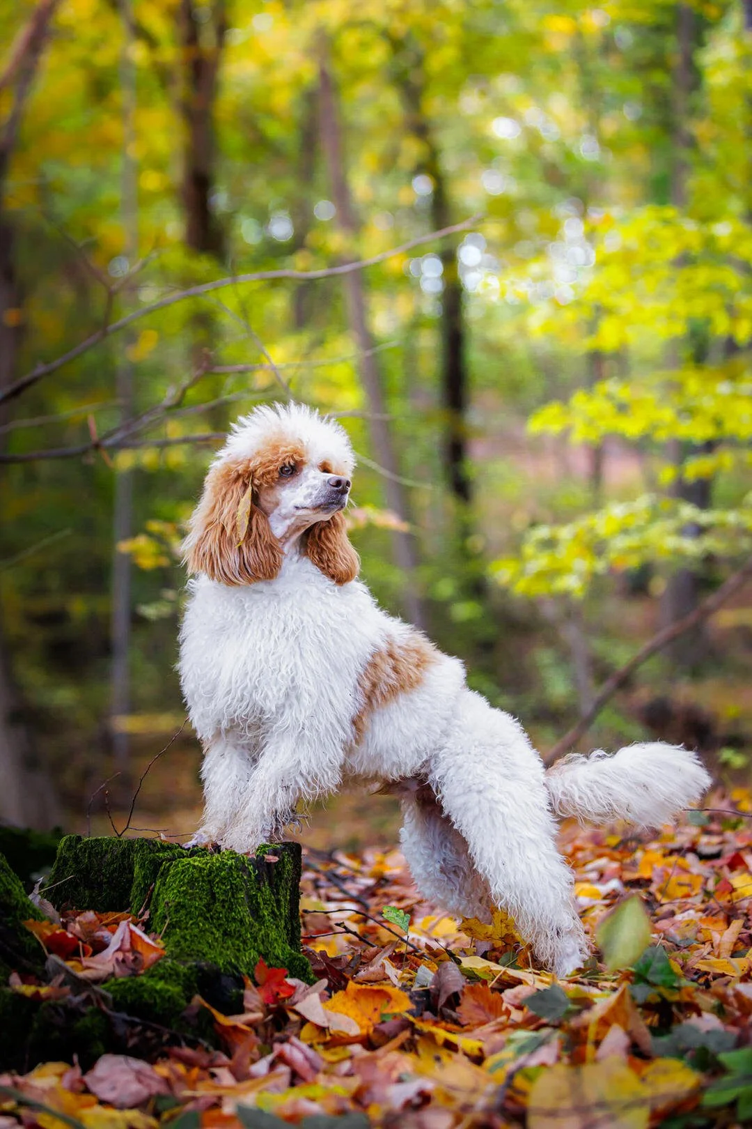 A curly-coated parti poodle with brown ears and patches, standing on a moss-covered log in an autumn forest with colorful fallen leaves.