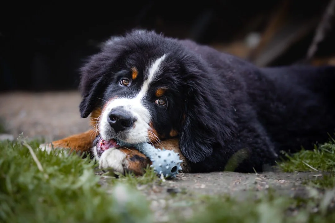 A cute Bernese Mountain Dog puppy lying on the ground, chewing on a blue spiked chew toy.