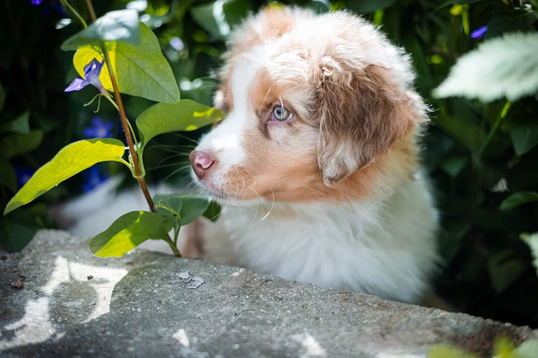 An aussie australian shepherd puppy with blue eyes and a white and brown fur coat looking at a plant with purple flowers, surrounded by green foliage.