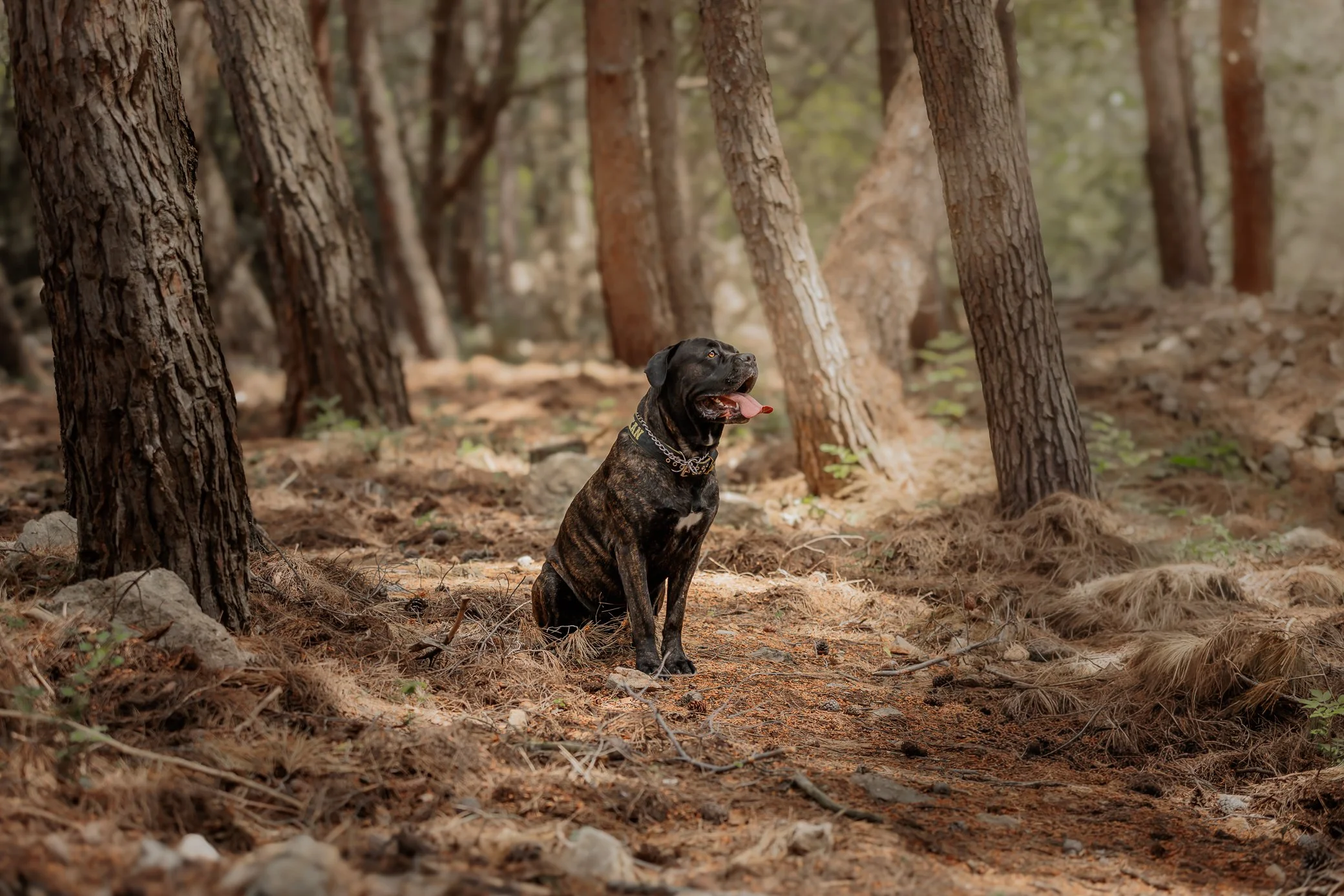 A brindle-colored cane corso dog sitting on the forest floor among tall trees, with its tongue out and wearing a chain collar on Krk Island