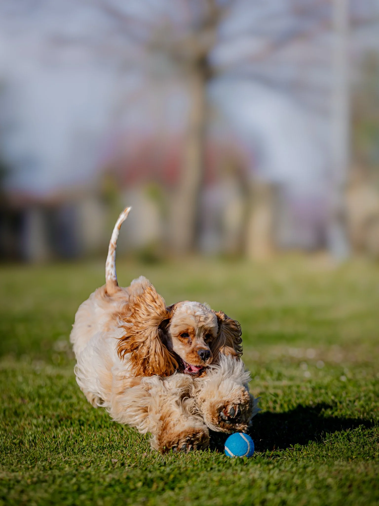 An American Cocker Spaniel  with long, curly fur playing with a blue tennis ball on grass in a park.