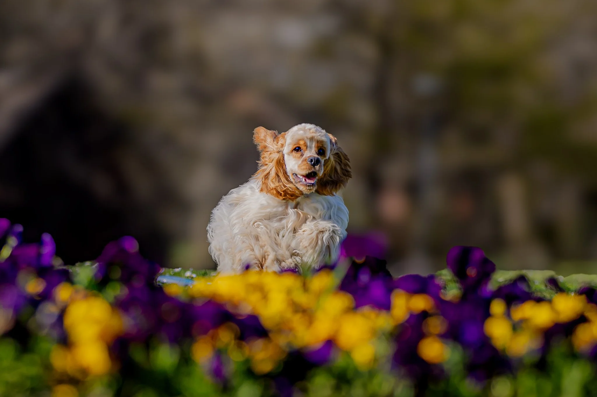 An american cocker spaniel, brown and white curly fur running through colorful flower beds in a garden. The background is blurred with a natural outdoor setting in park in Orahovica Croatia