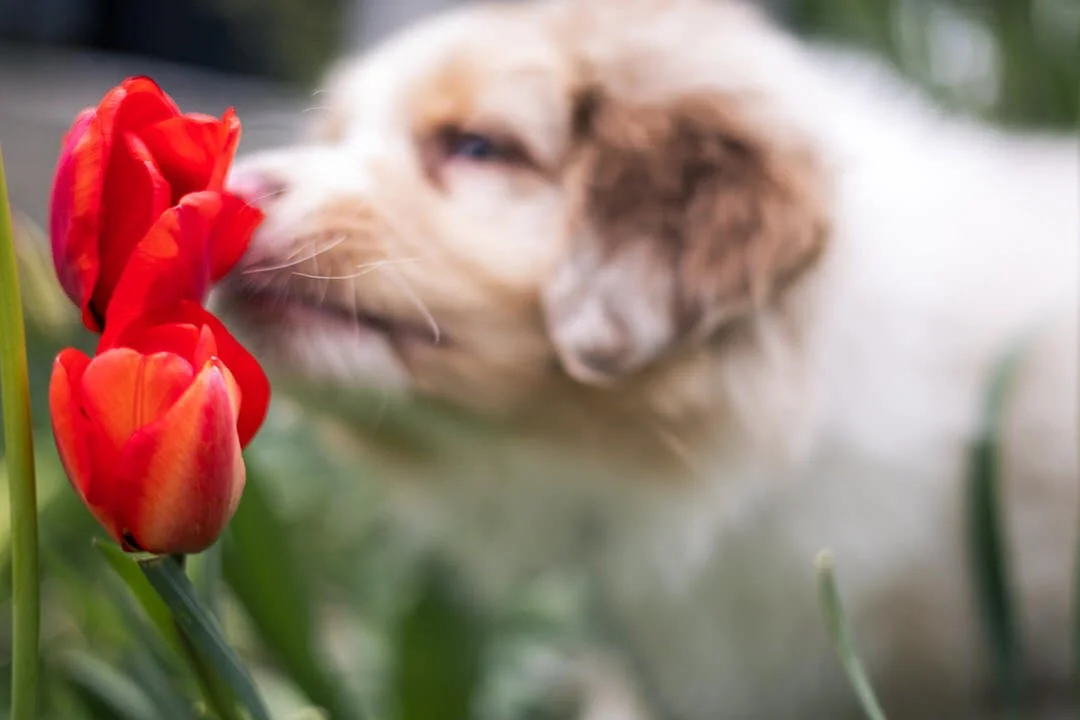 An australia shepherd puppy sniffing a cluster of red tulips in a garden.