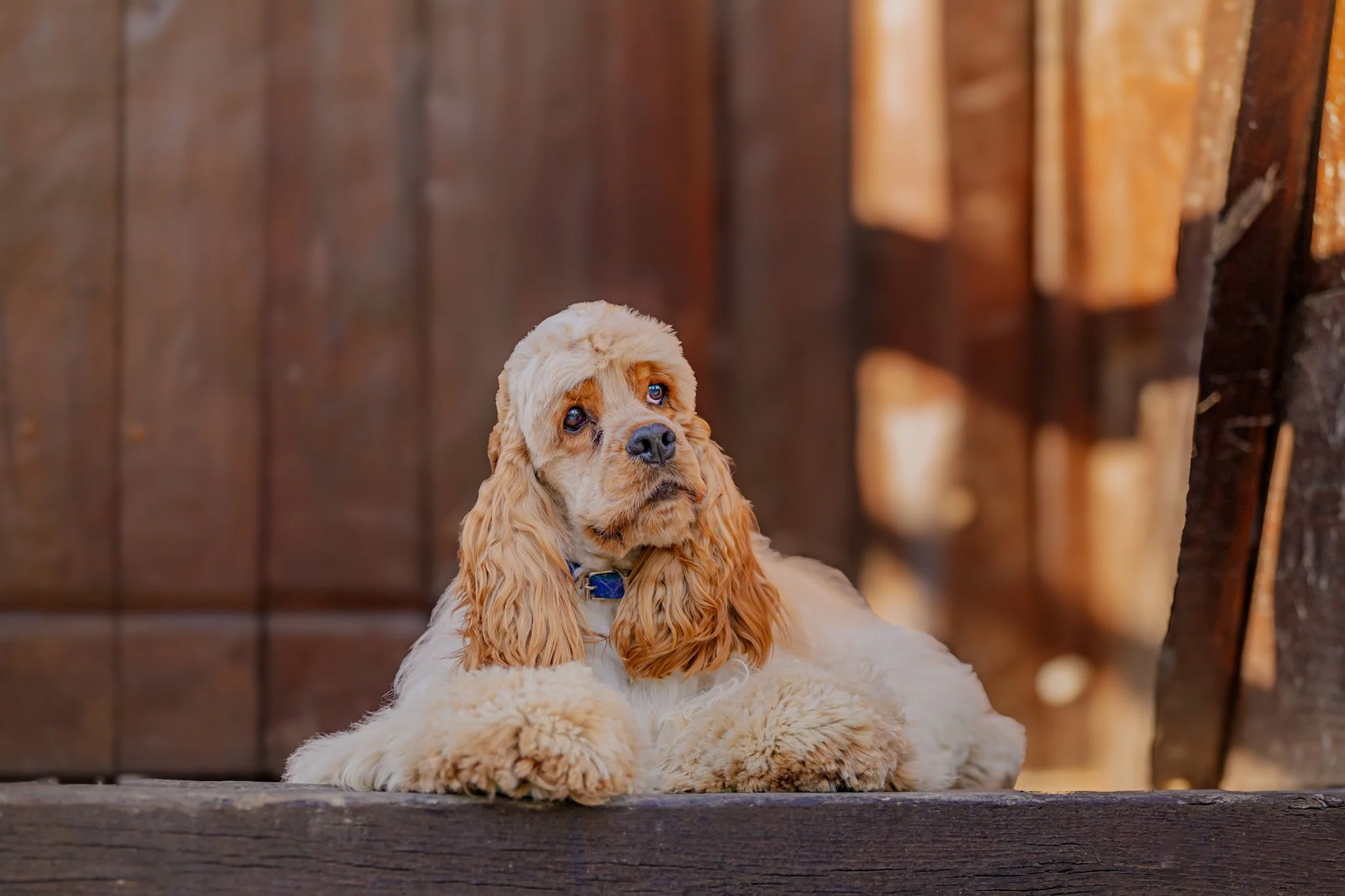 A cream-colored american cocker spaniel puppy with long curly ears lying on a grassy surface with a blurred wooden fence in the background.