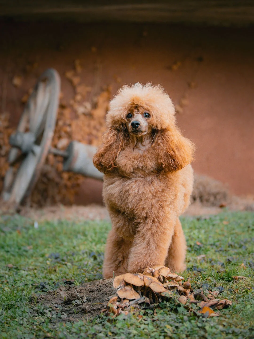 A brown poodle standing on grass next to a cluster of mushrooms with a wheelbarrow and dirt background.
