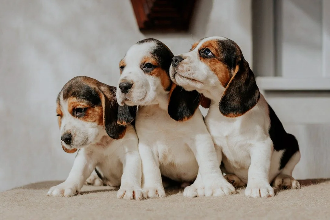 Three adorable beagle puppies sitting close together indoors.