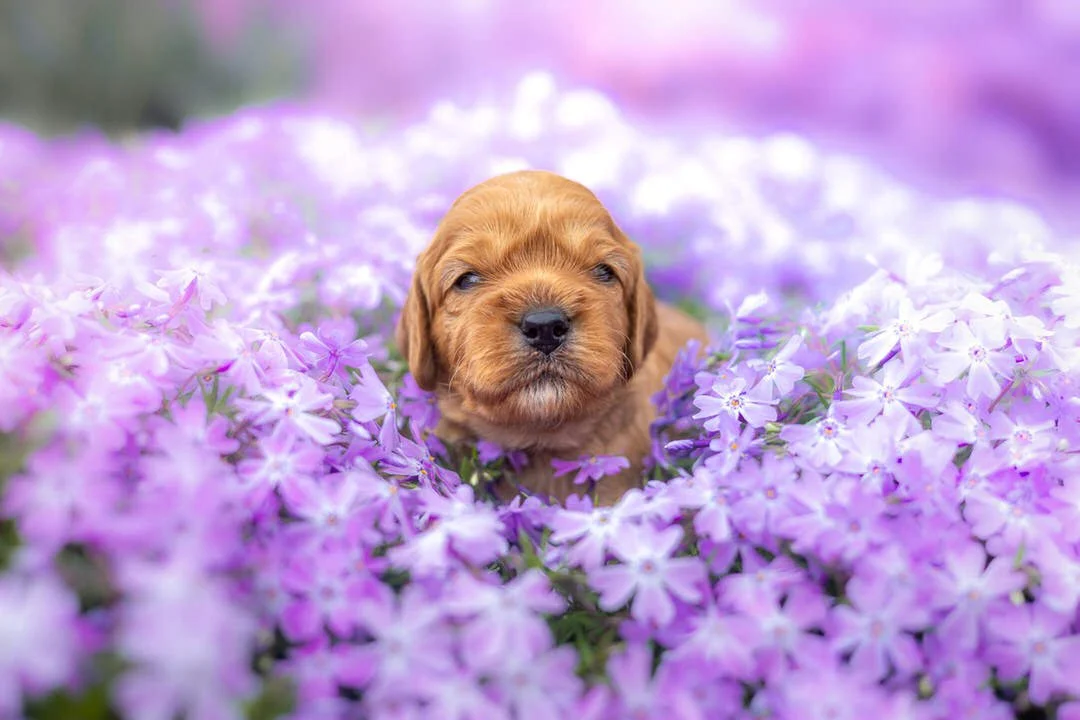A cute puppy lying in a bed of purple and lavender flowers.