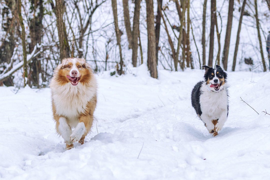 Two dogs running in snow-covered forest, one with a reddish coat and the other with black and white fur, both smiling.