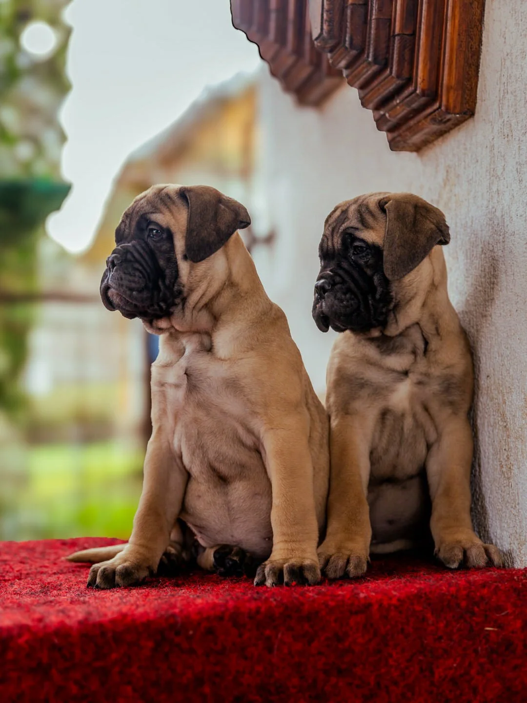 Two tan and black bullmastiff puppies with wrinkled faces sitting on a red carpet against a wall with wooden decor, looking in opposite directions.