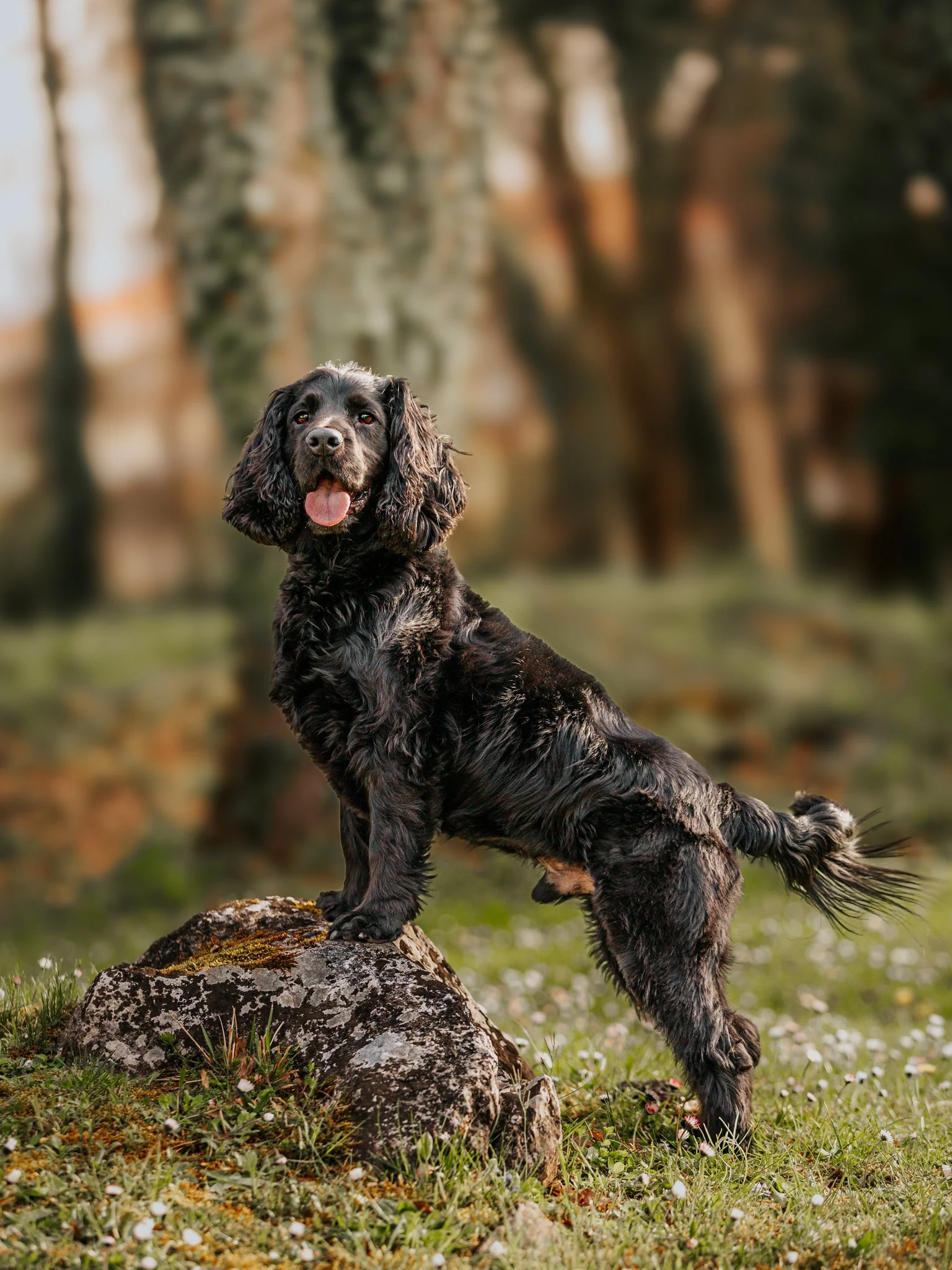 A black and brown English Cocker Spaniel standing on a rock outdoors in a grassy area, with trees in the background in Umag, Istria, Croatia.