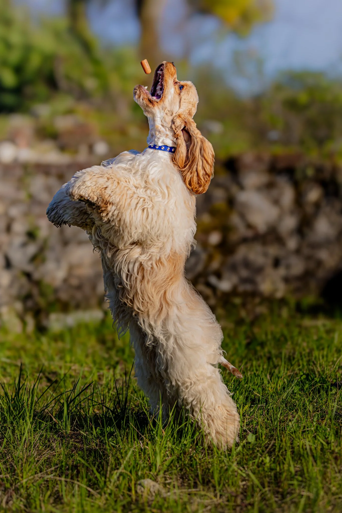 A golden-colored dog, possibly a Cocker Spaniel, standing on its hind legs on green grass, catching a treat in mid-air with an open mouth, against a background of blurred trees and rocks.