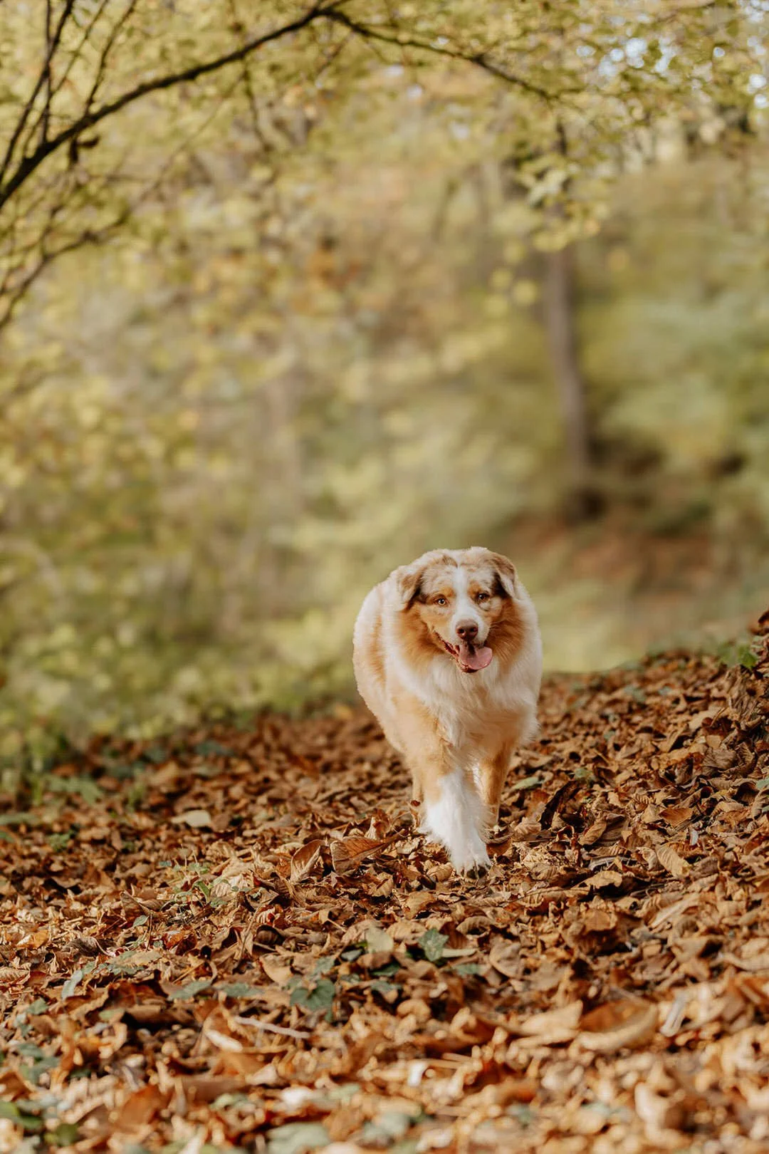 A happy Australian Shepherd dog walking on a trail covered with fallen autumn leaves in a forest.