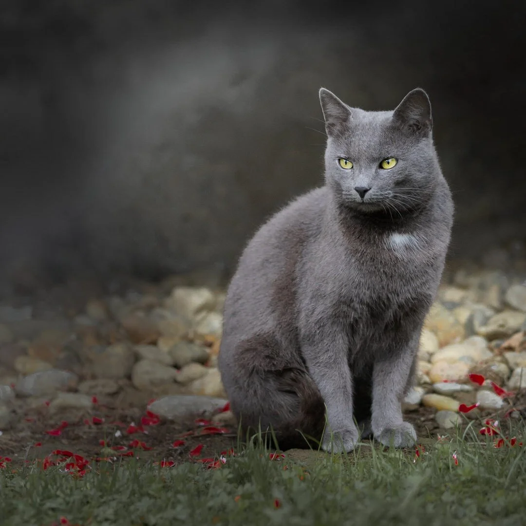 A gray cat with yellow eyes sitting on grass surrounded by small red flowers, with a blurred rocky background.