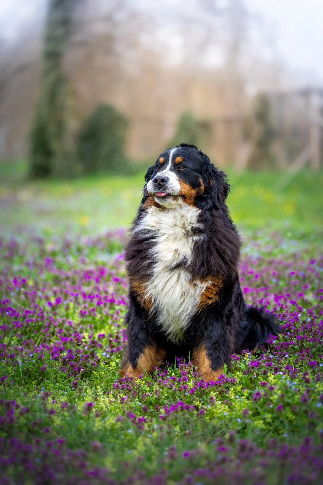 A Bernese Mountain Dog sitting in a field of purple spring flowers with trees blurred in the background.