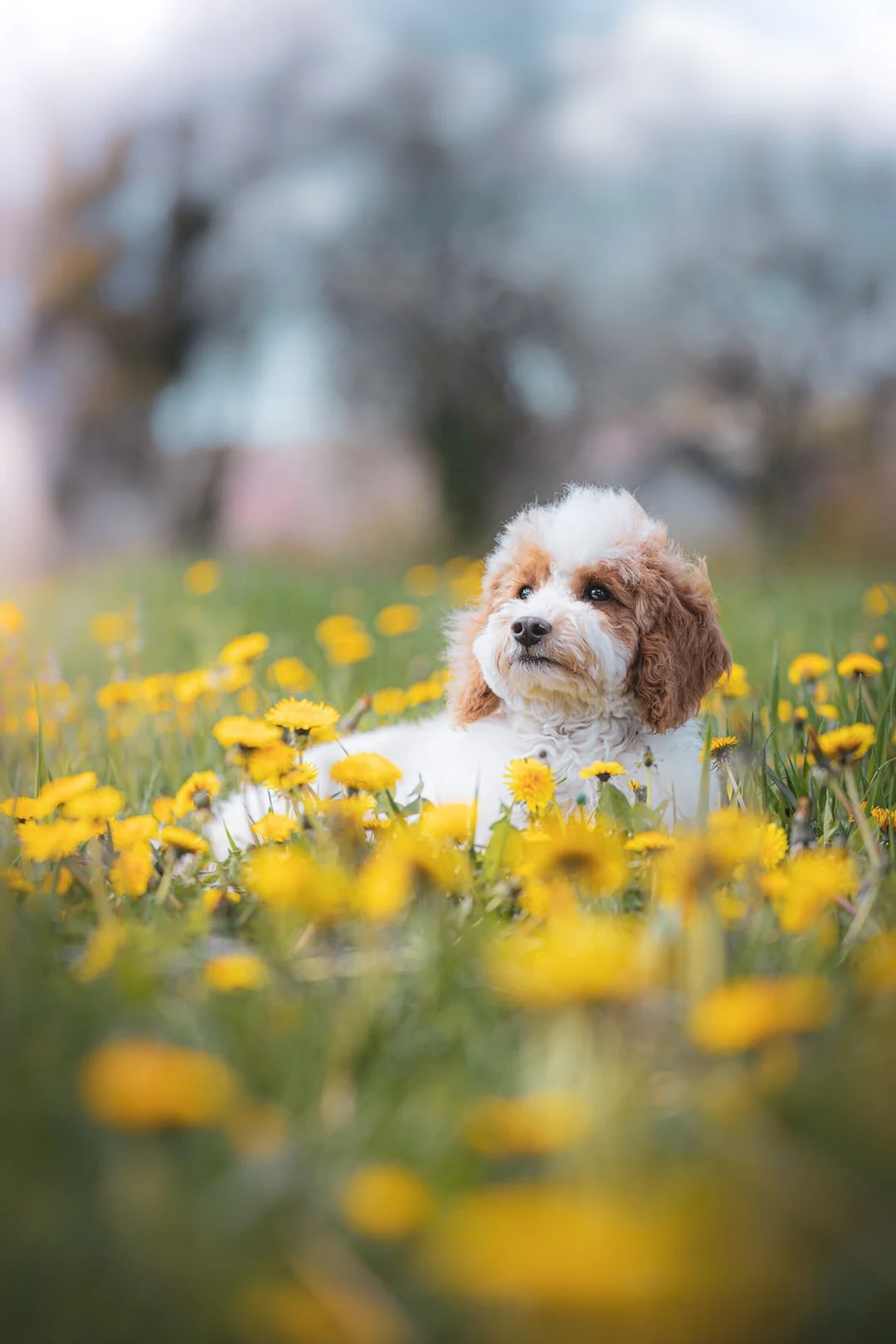 A cute brown and white puppy lying among yellow flowers in a grassy field with a blurred outdoor background.