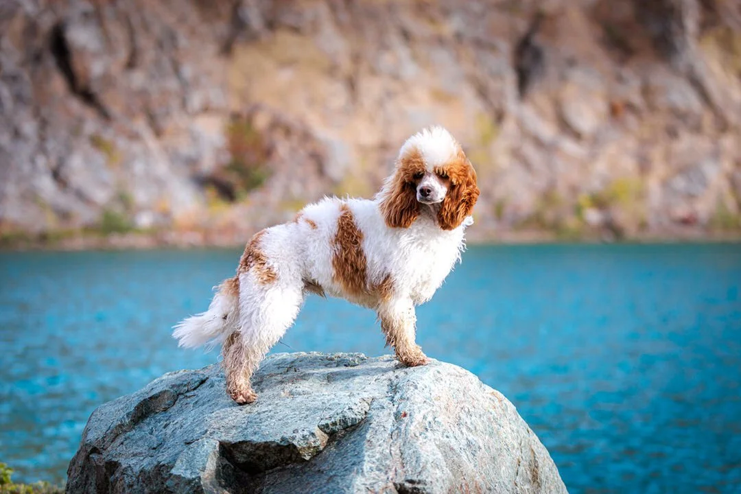 A parti poodle with brown and white fur standing on a large rock by a body of water with rocky cliffs in the background at Lake Hercegovac, Orahovica, Croatia.