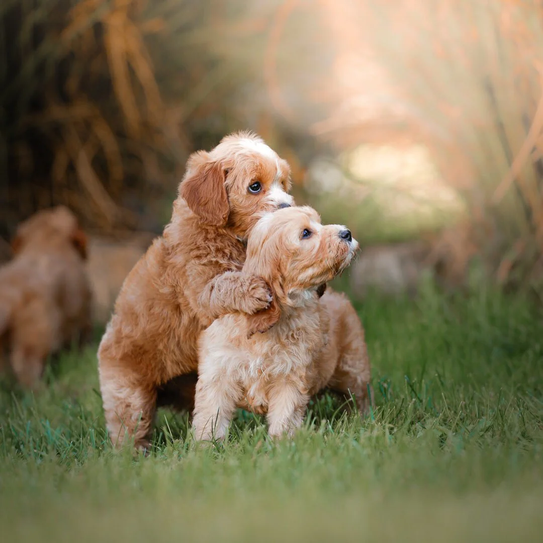 Two adorable brown curly-coated cavapoo puppies play on grass with one puppy hugging the other. Other puppies are blurred in the background, and the scene is set outdoors with soft, natural lighting.