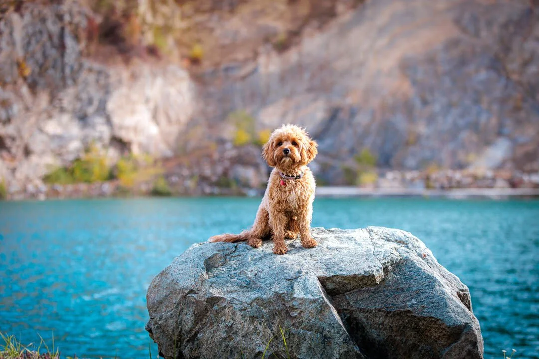 A small brown dog sitting on a large rock beside a body of water with rocky cliffs in the background.