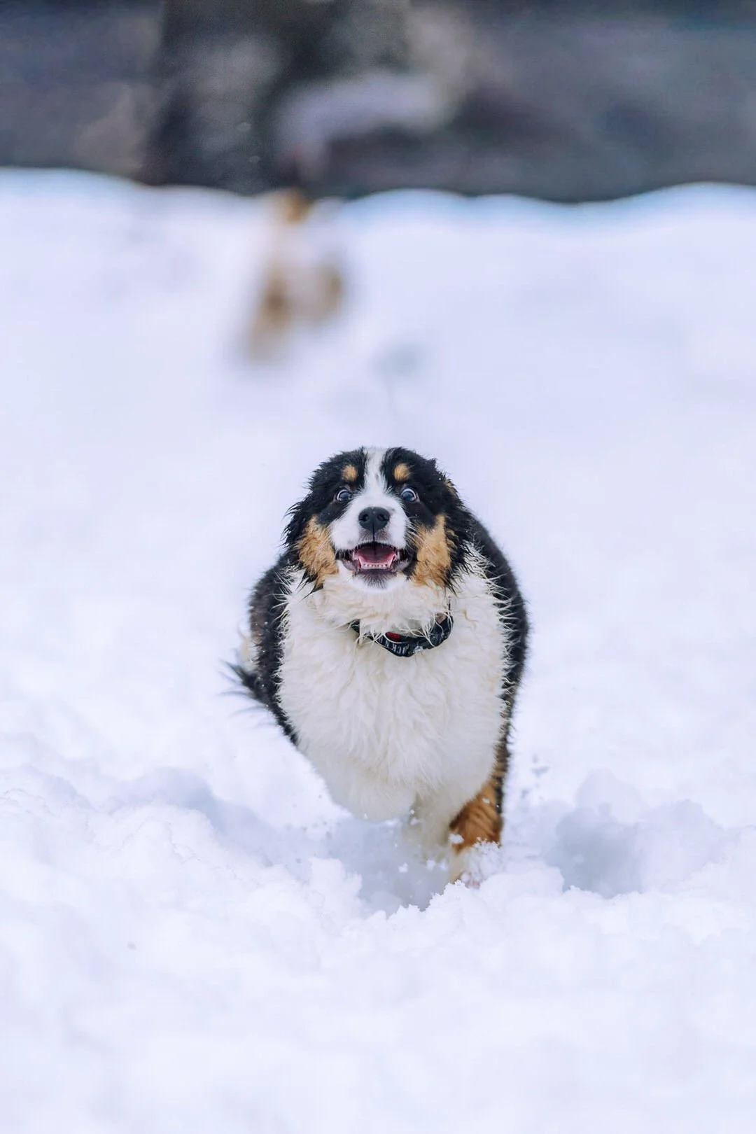 A happy australian shepherd running through snow with a blurred background.