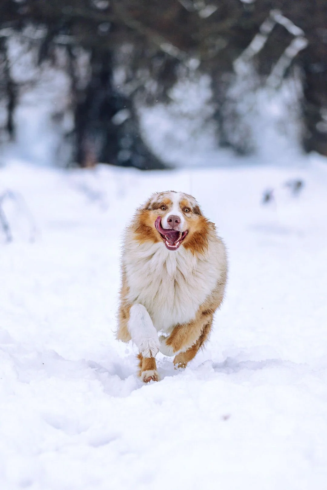 A happy red merle Australian Shepherd dog running through snow in a winter landscape.