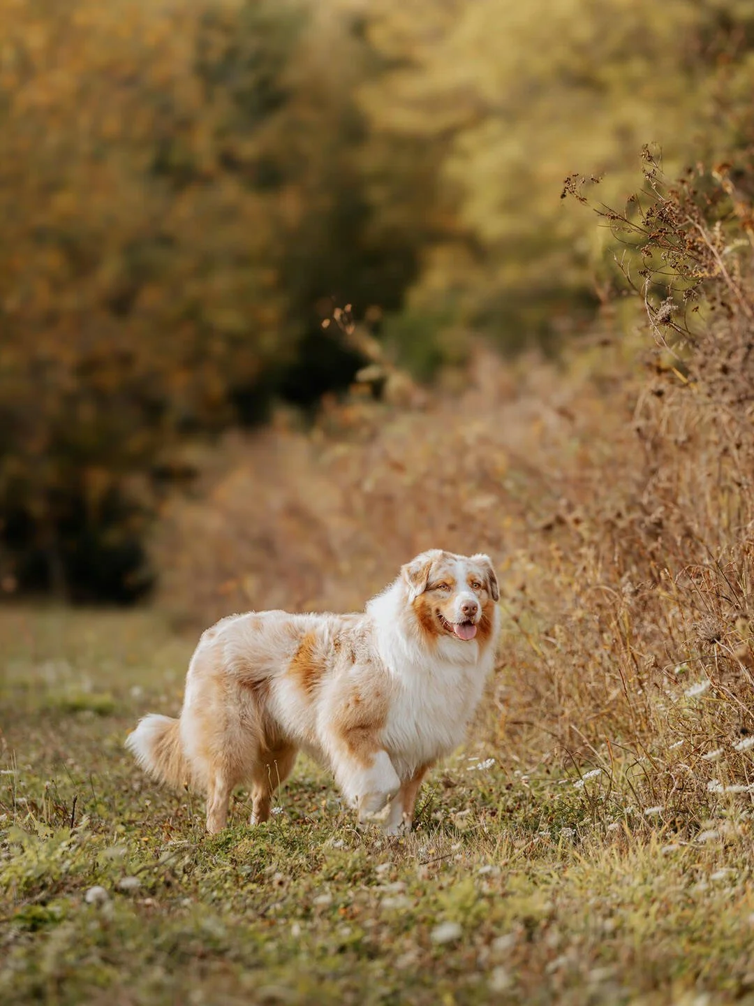 An Australian Shepherd dog standing outdoors on grass with foliage background.