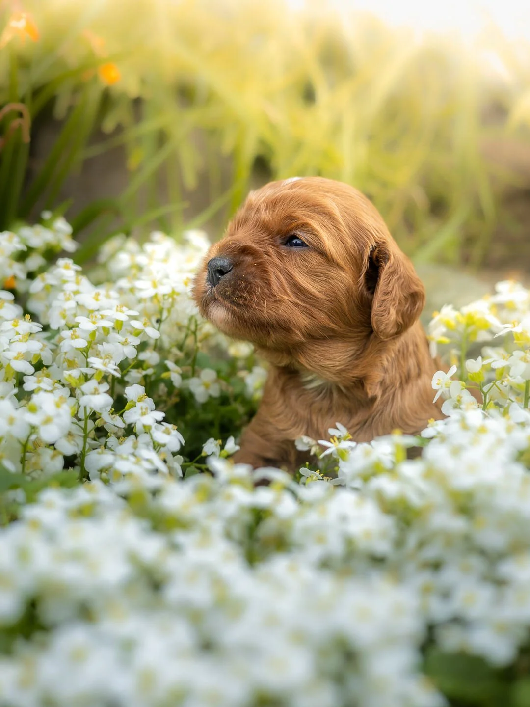 A cute brown cavapoo puppy sitting among white flowers in a garden.