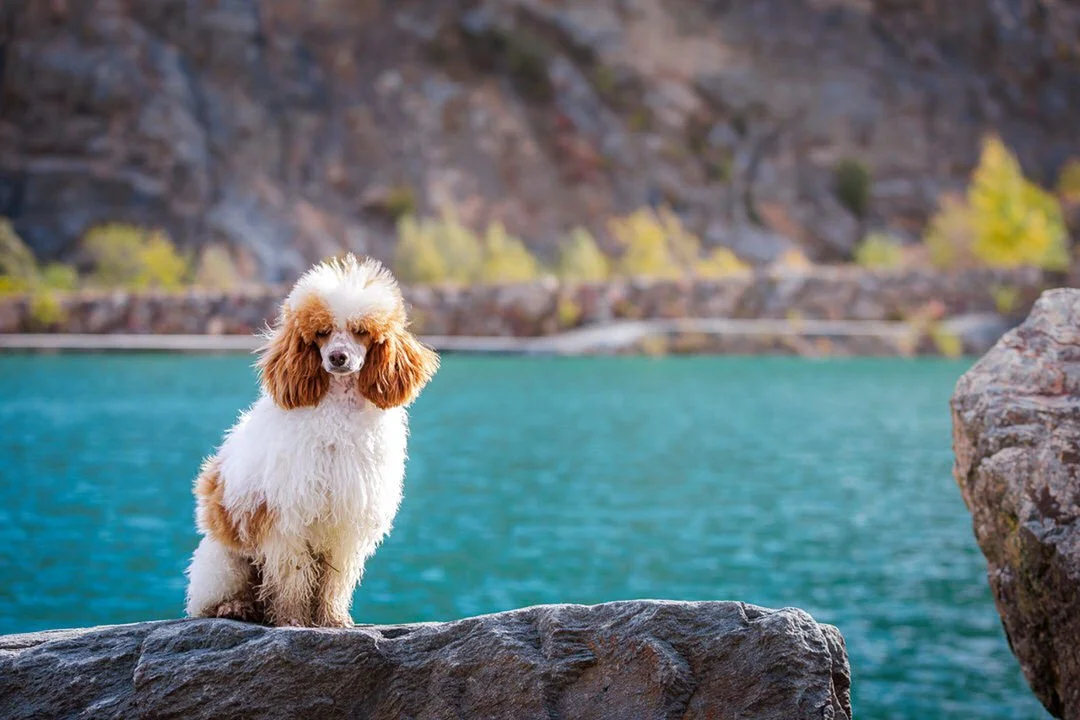 A fluffy parti poodle with white and brown fur, sitting on a rock by a body of water with mountains and trees in the background at Lake Hercegovac, Orahovica.