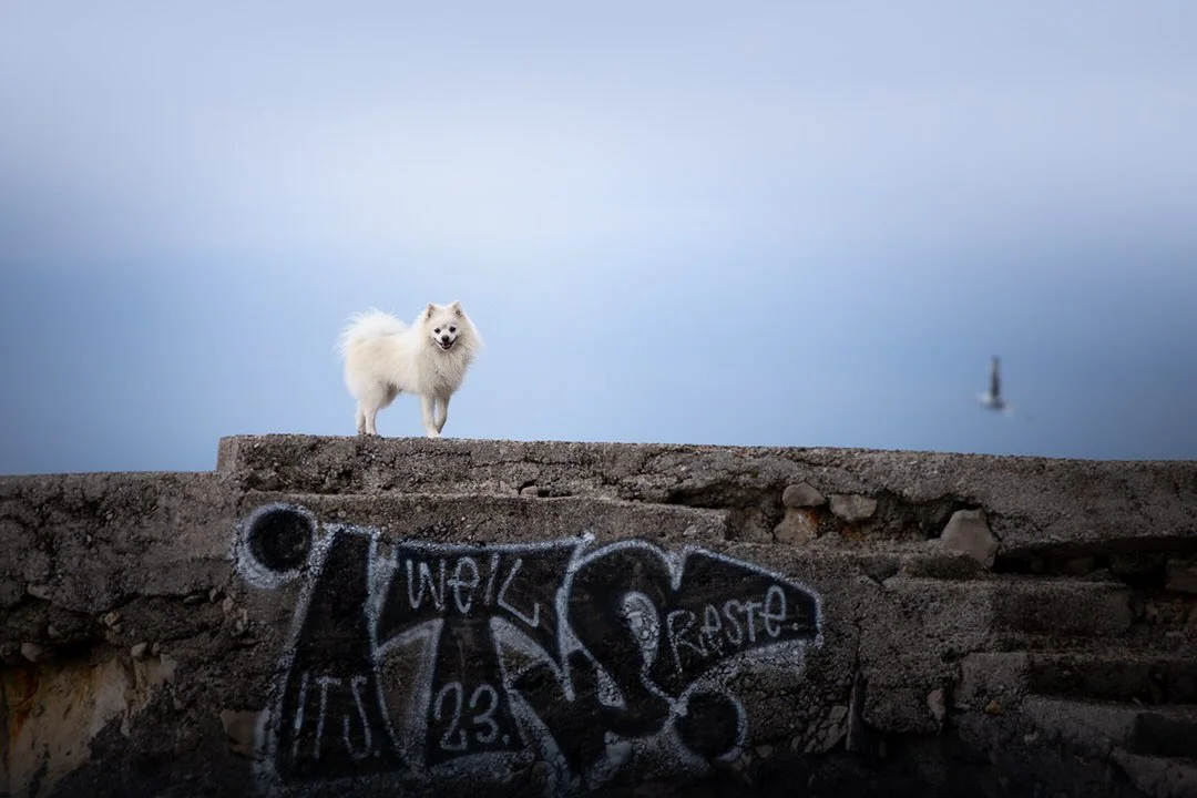 A white fluffy dog standing on a concrete structure with graffiti, with a cloudy sky and a distant sailboat in the background in Kostrena, Rijeka, Croatia.