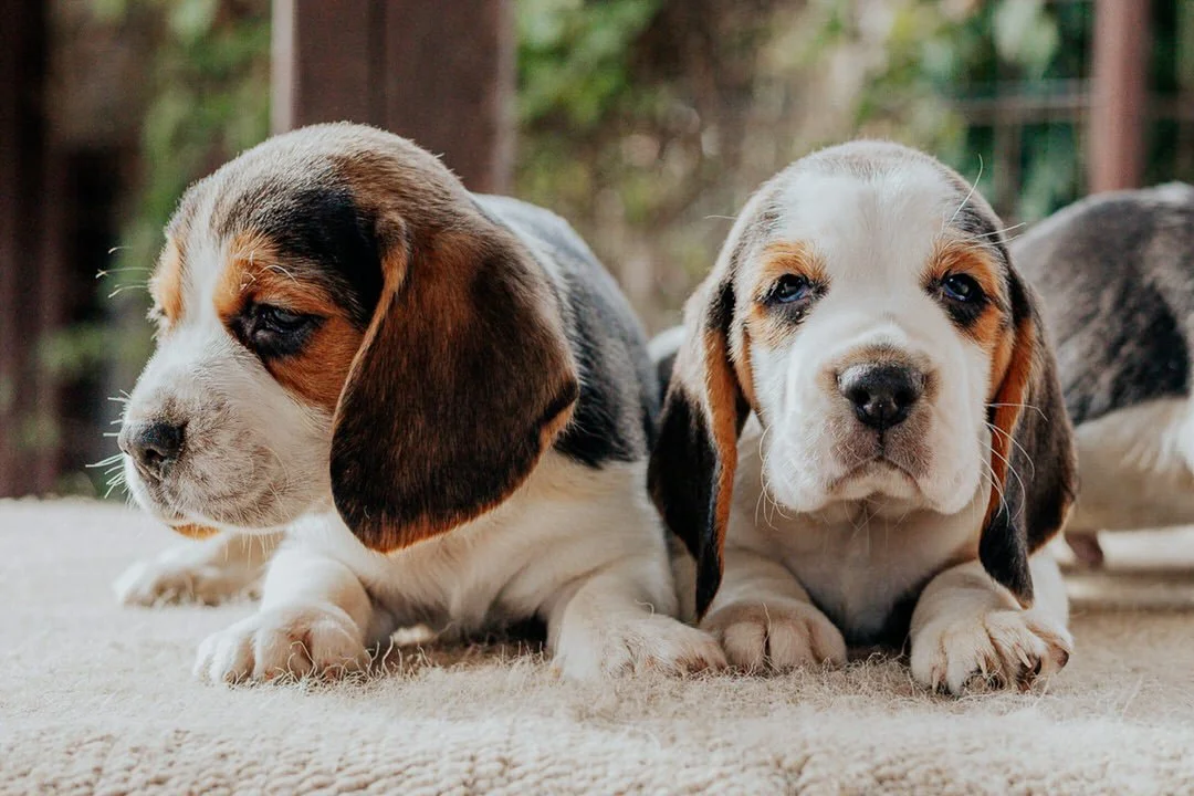 Two adorable beagle puppies lying on a soft surface outdoors, with a blurred background of trees and a fence.