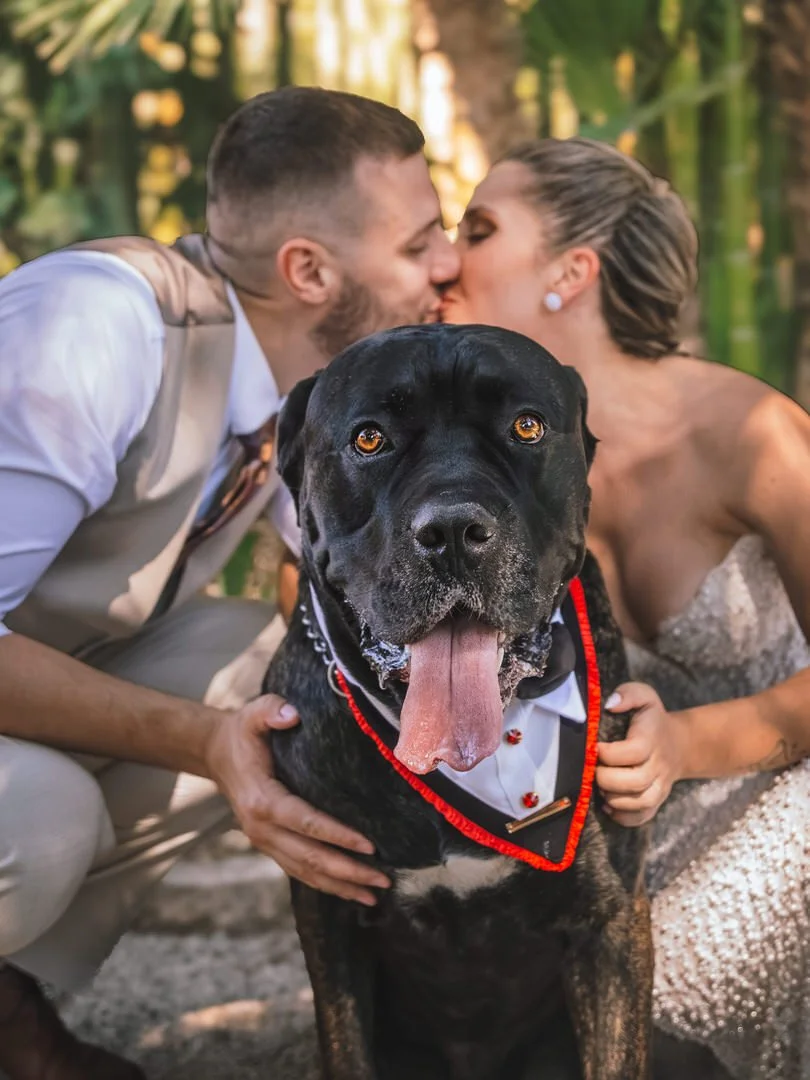 Large Cane Corso in formal attire standing in front of a kissing bride and groom in Park Angiolina, Opatija, Kvarner, Croatia, surrounded by lush greenery and bamboo.