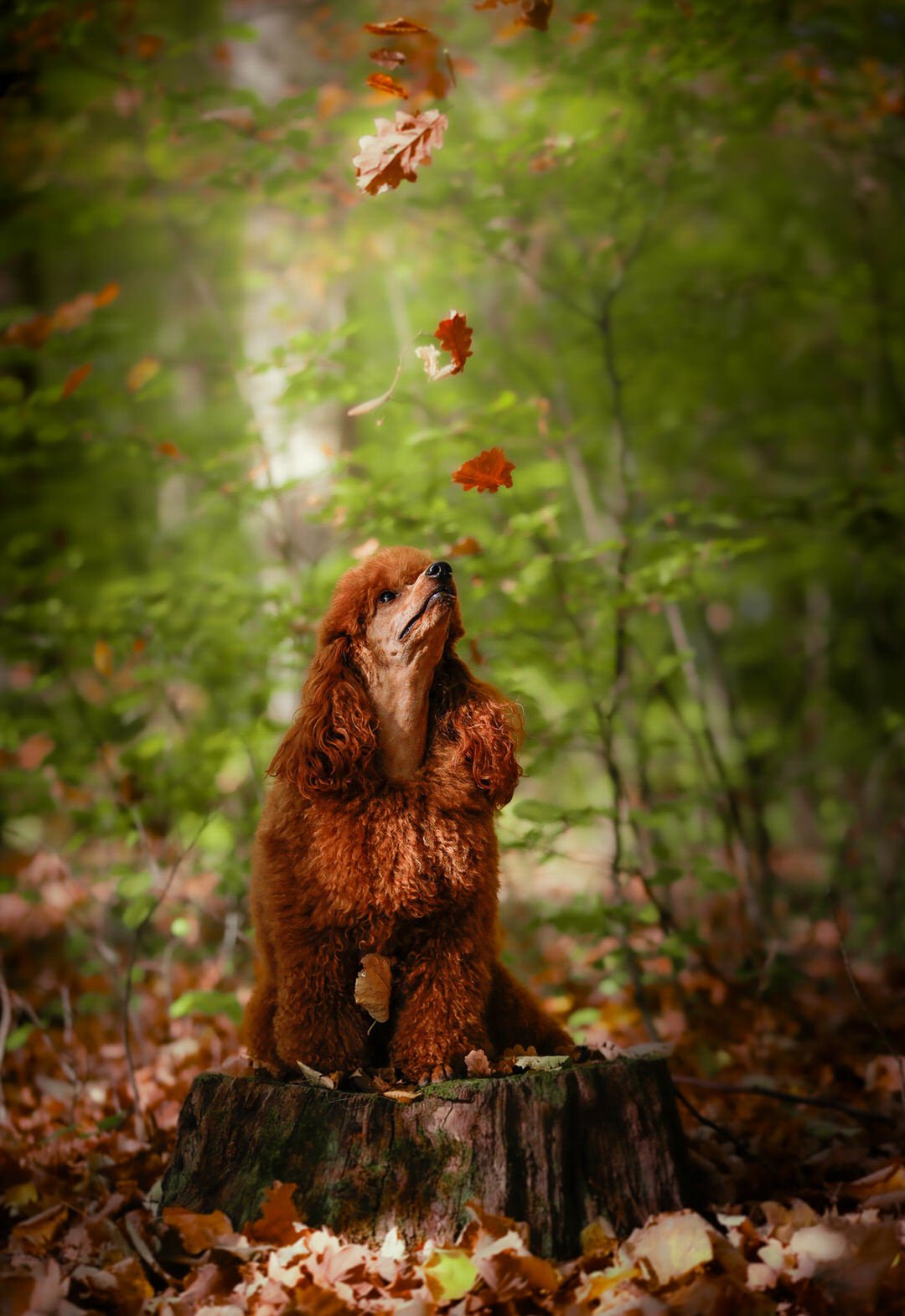 A brown dog, poodle, sitting on a tree stump in a forest, looking up at falling autumn leaves.